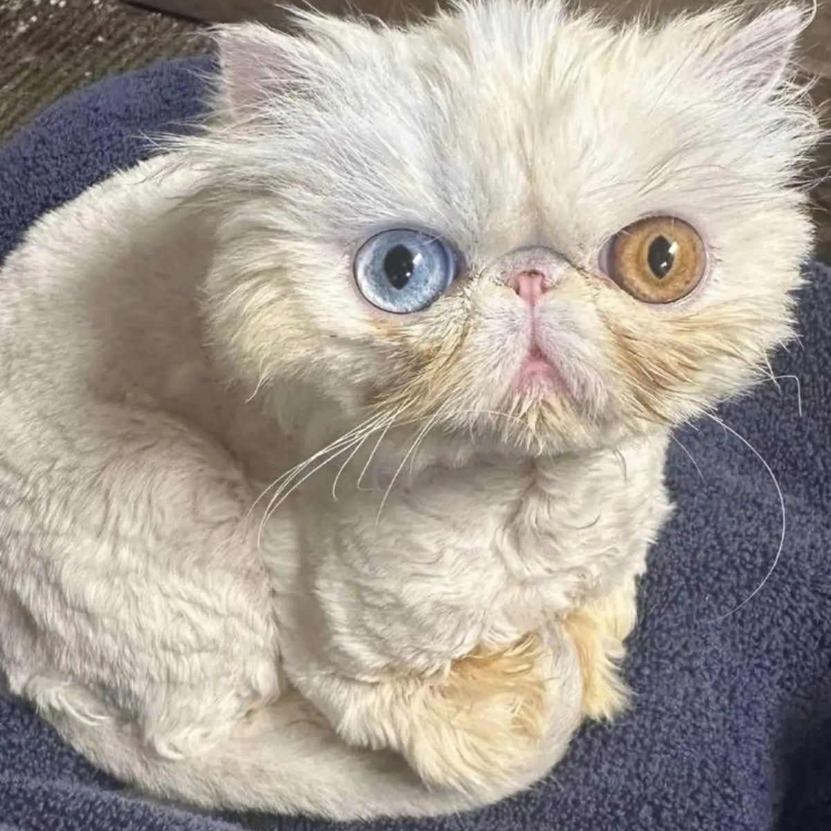 cat with different colored eyes