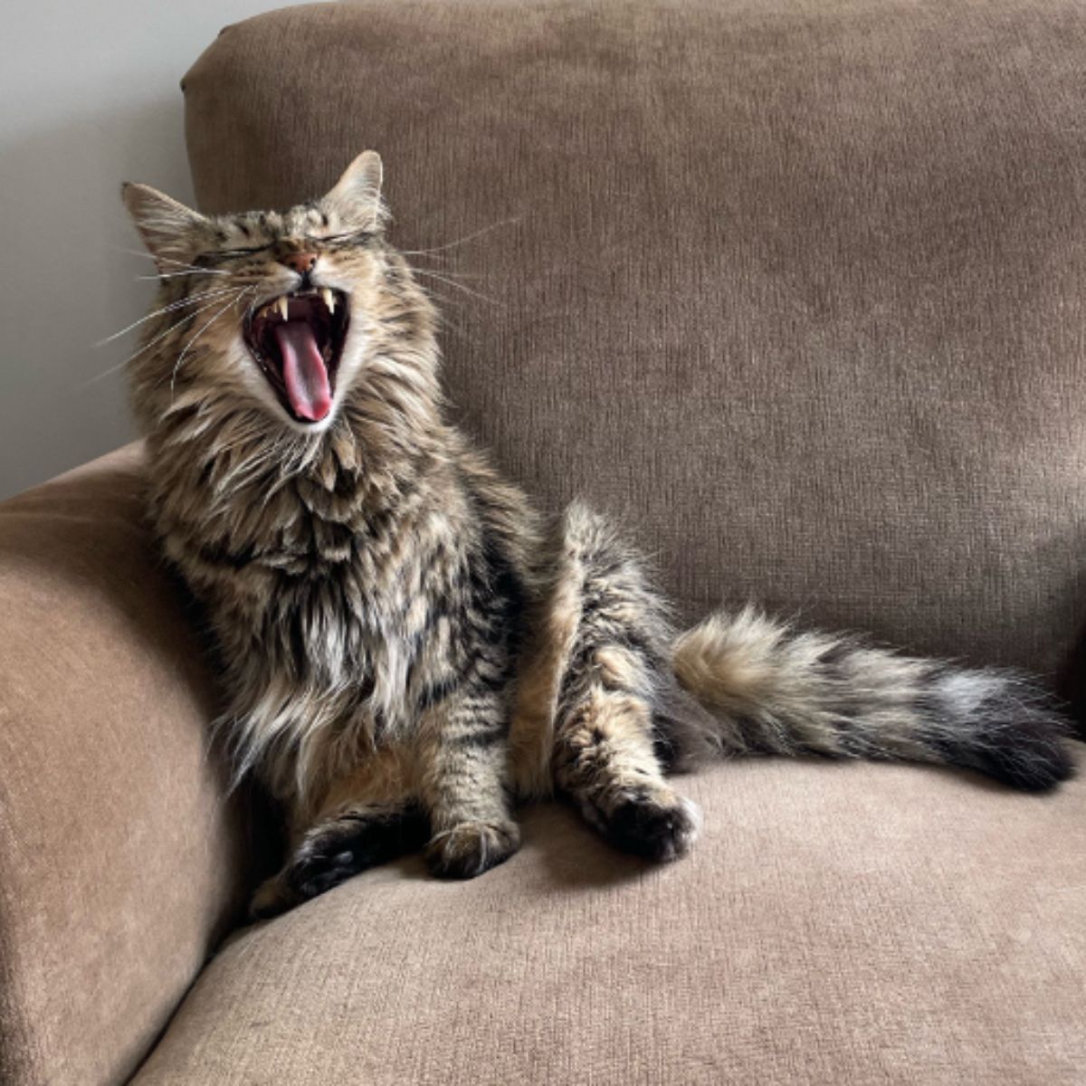 cat yawning on the couch