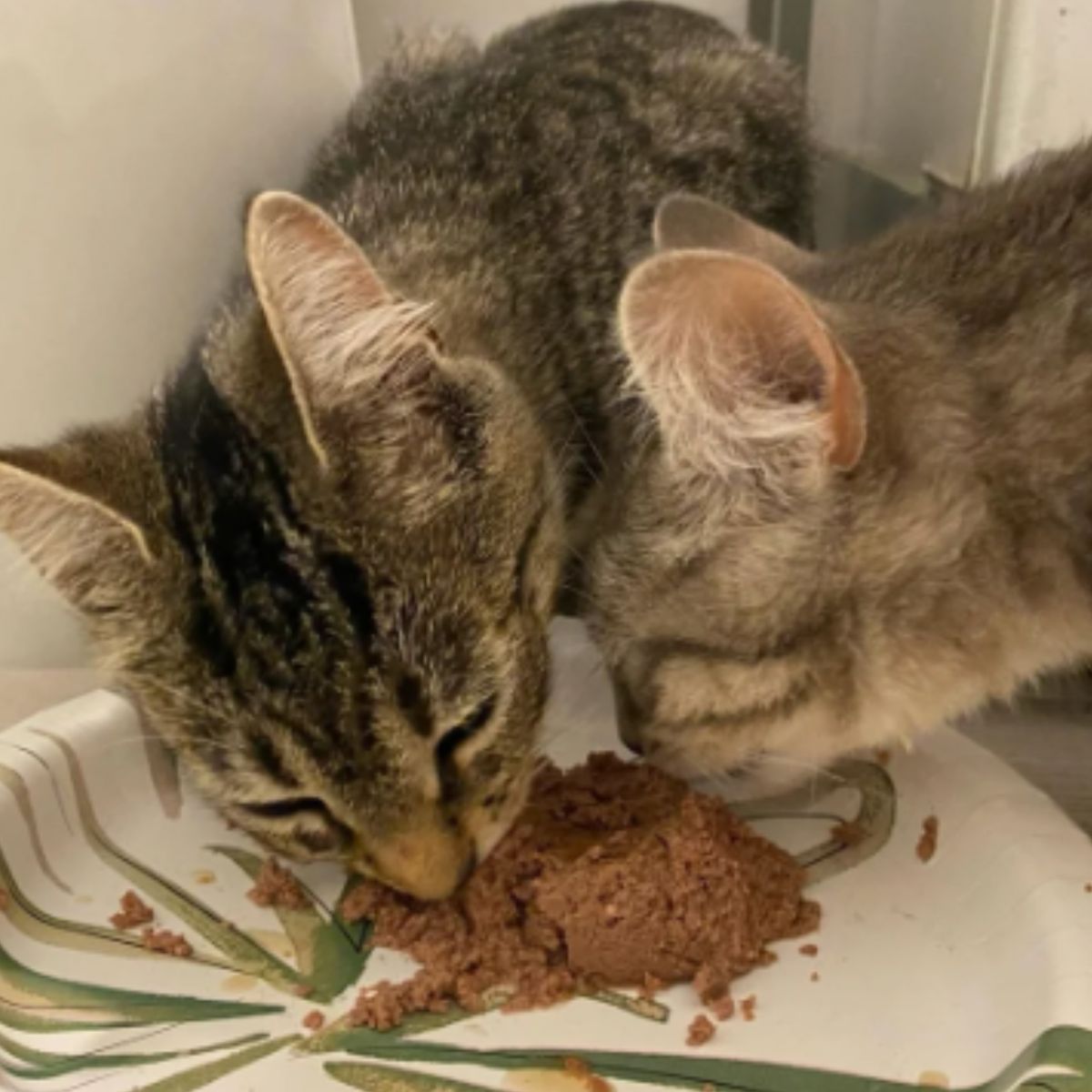 cats eating