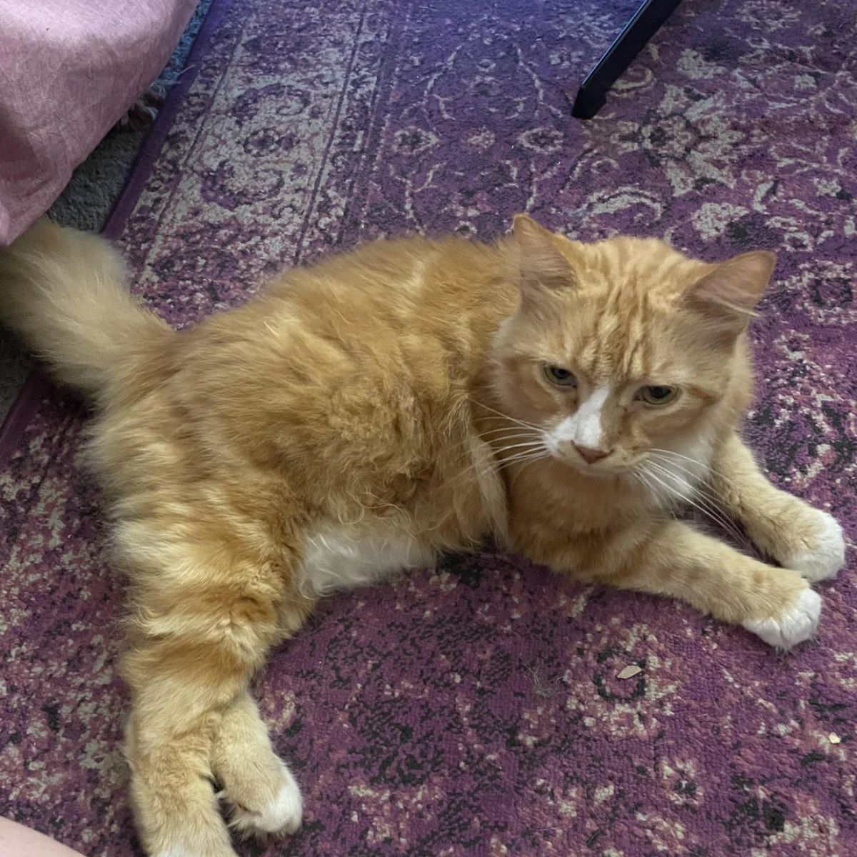 cute cat laying on the carpet