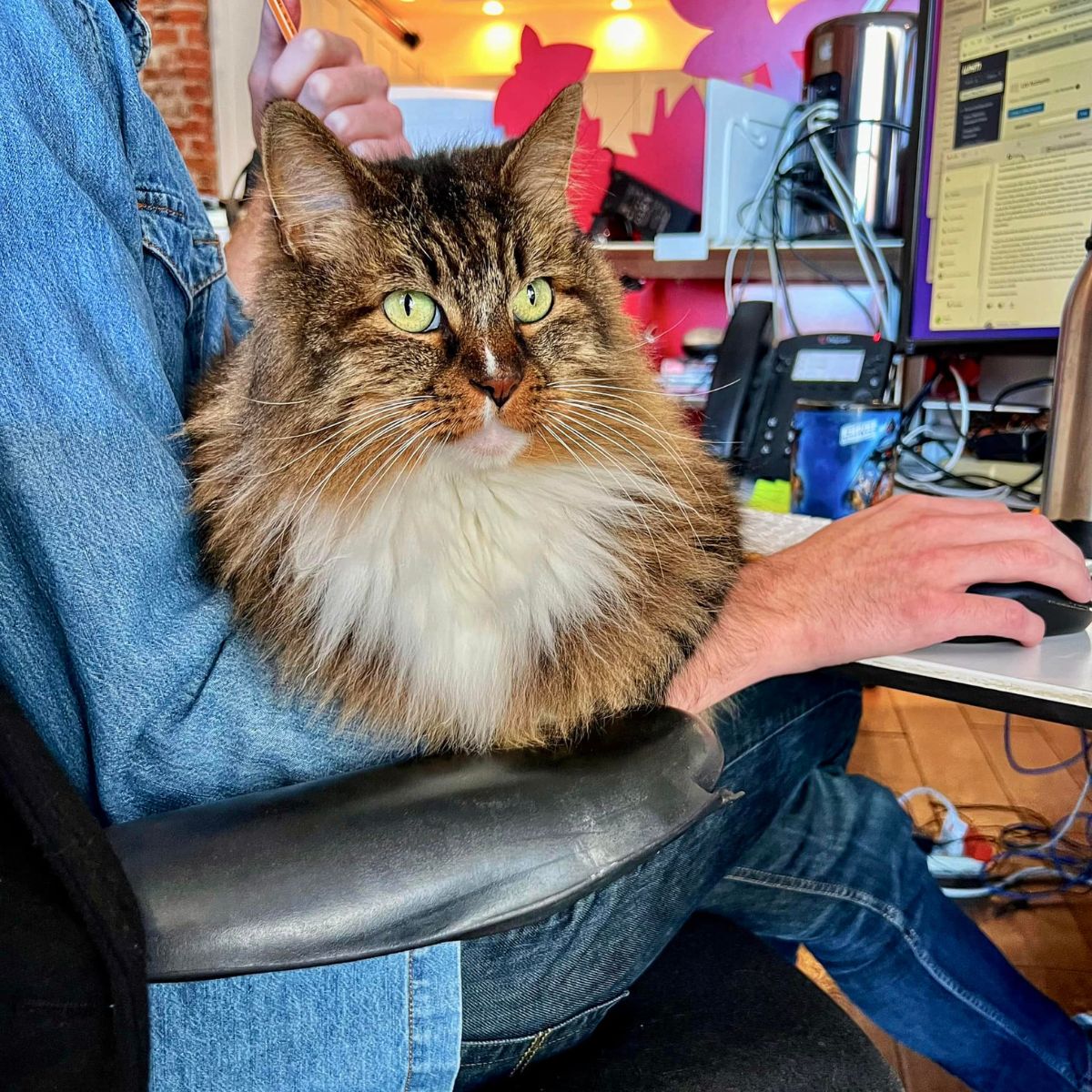 cute cat sitting on a owner