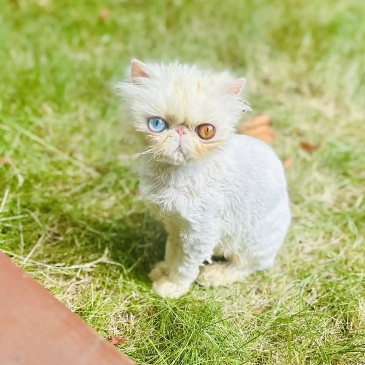 cute cat with different eyes