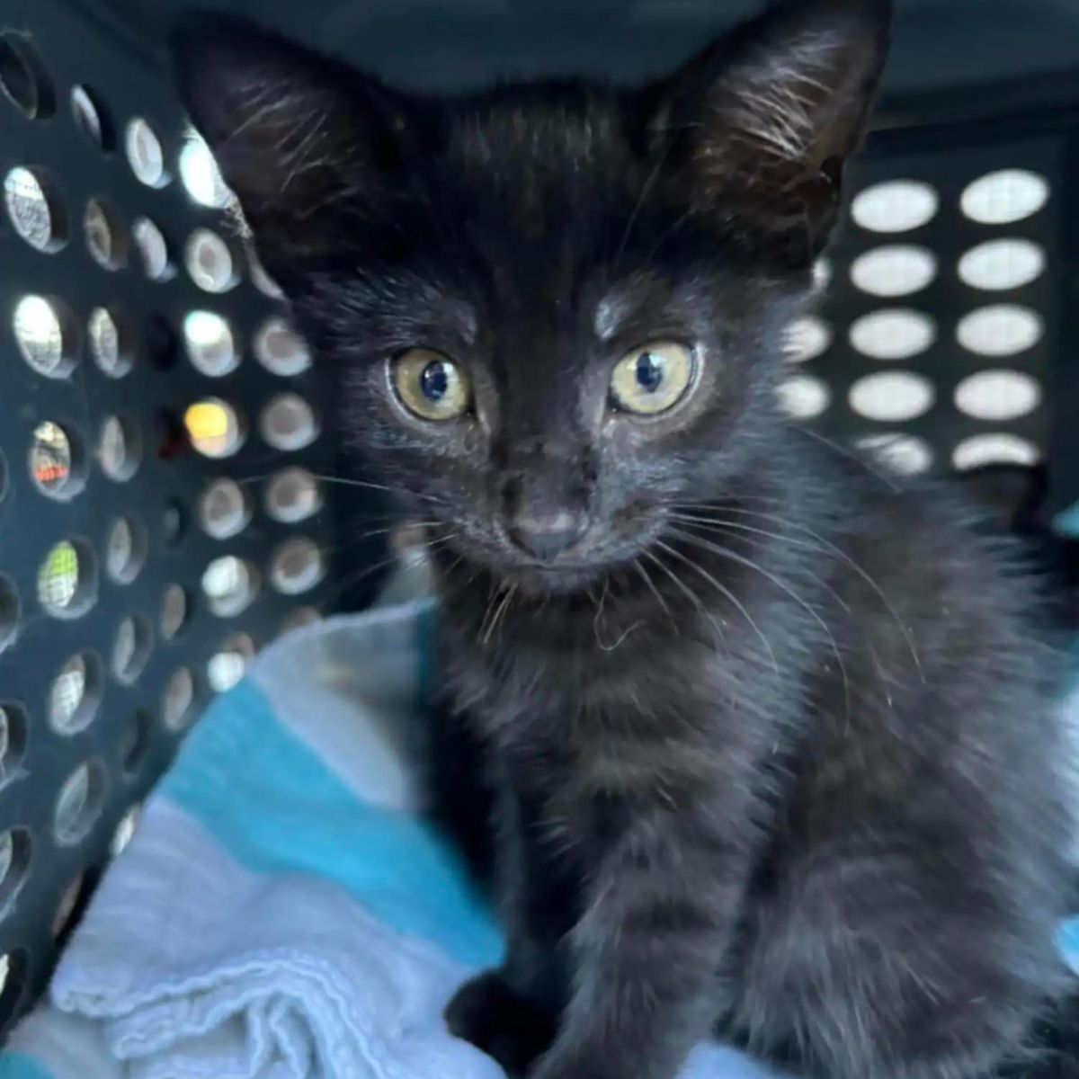 cute kitten in the basket