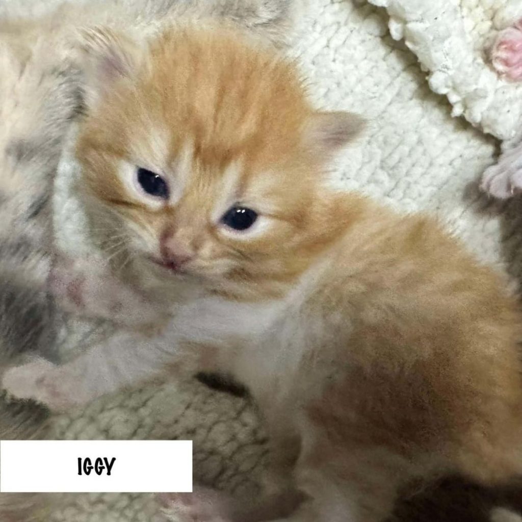 cute yellow kitten looking at the camera