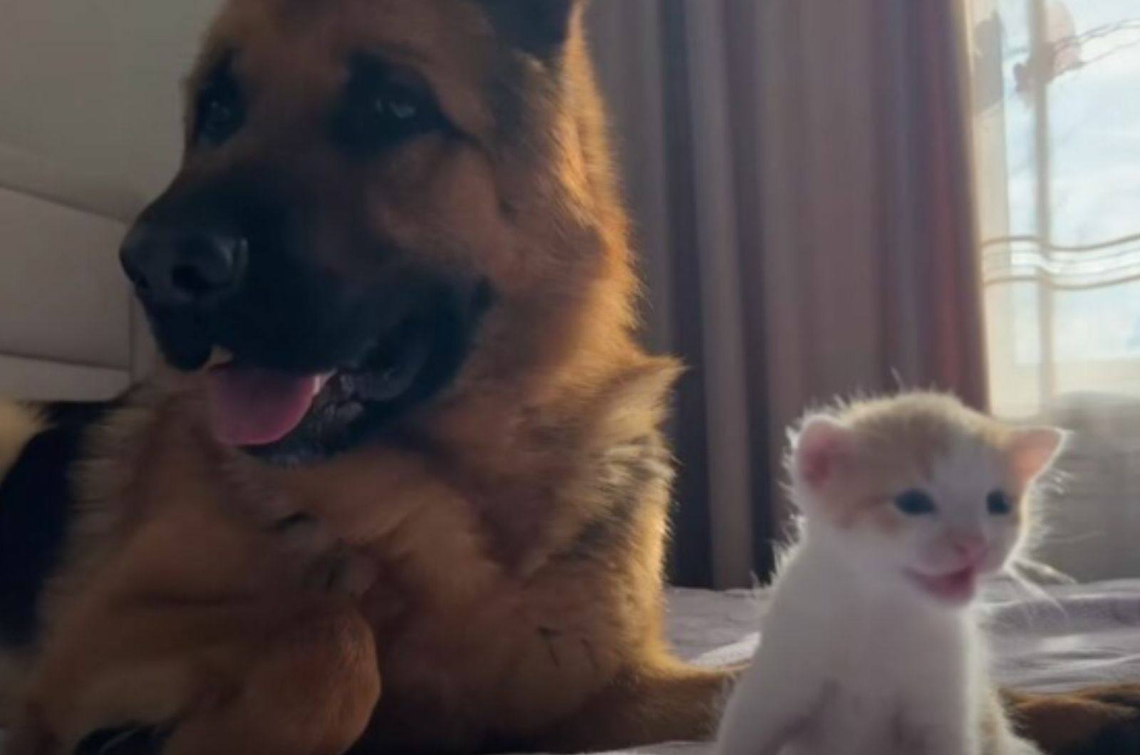 dog and a tiny kitten