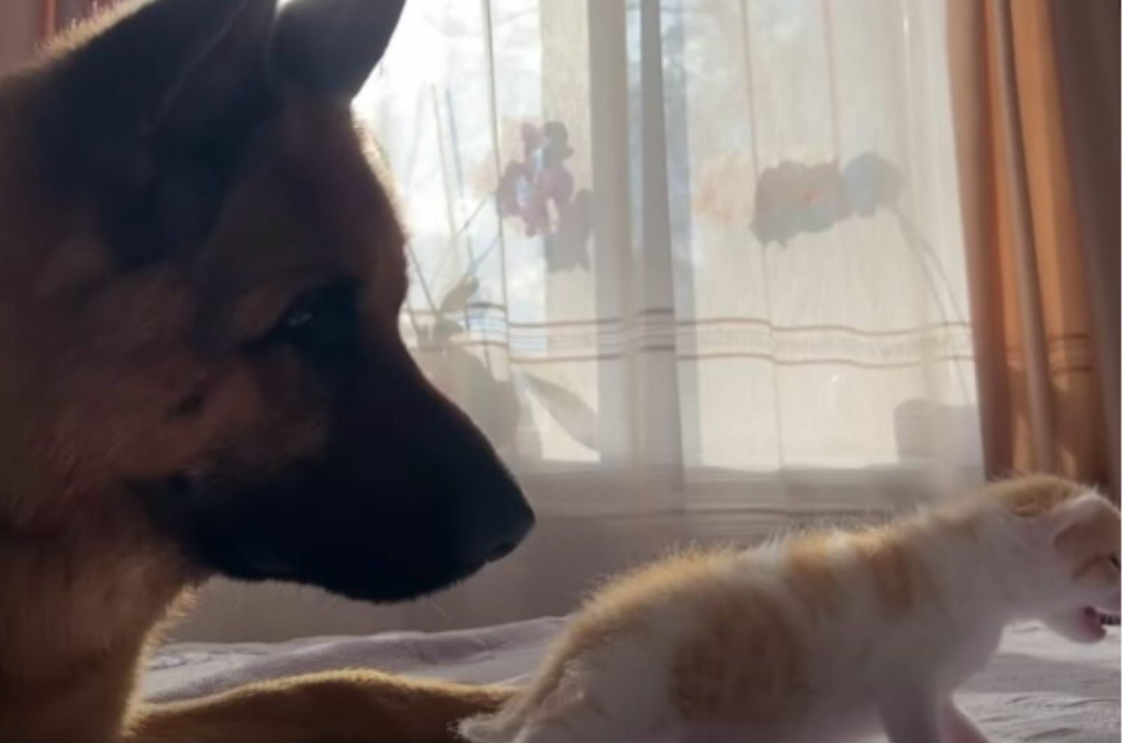 dog looking at kitten