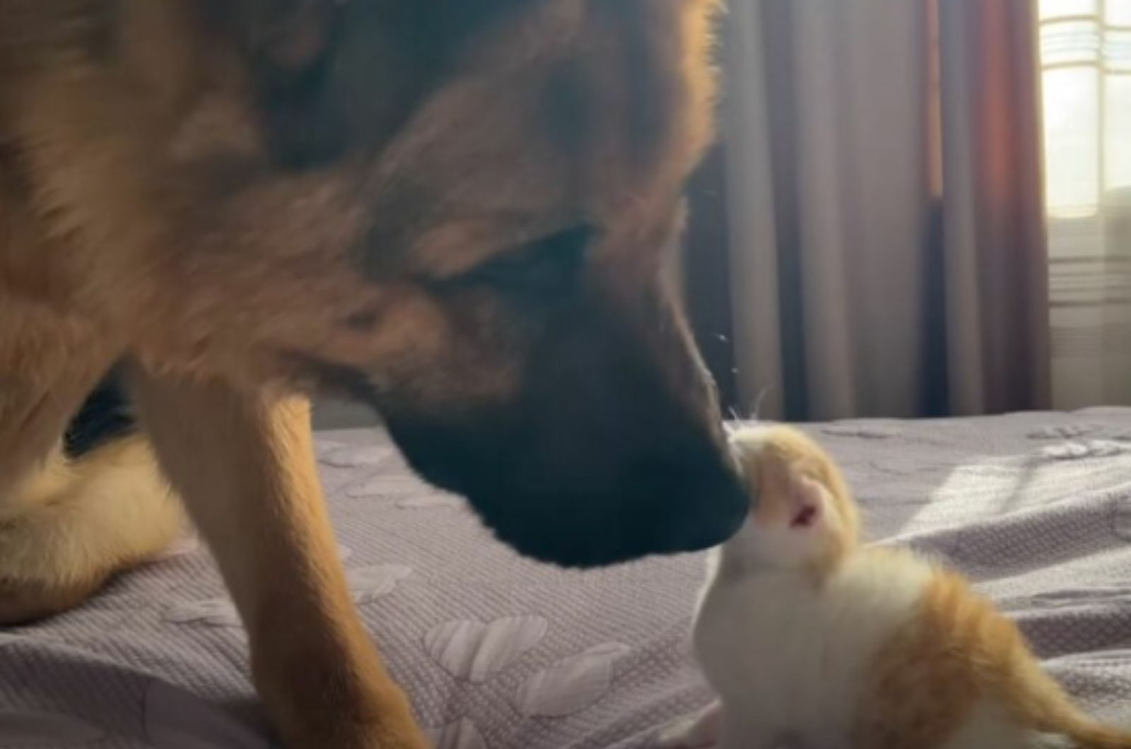 dog sniffing kitten