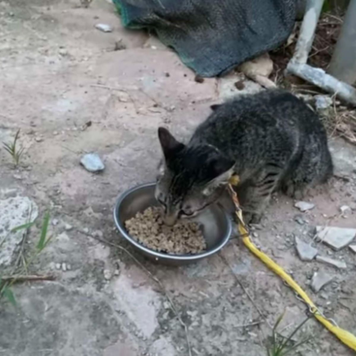 domestic cat eating a food