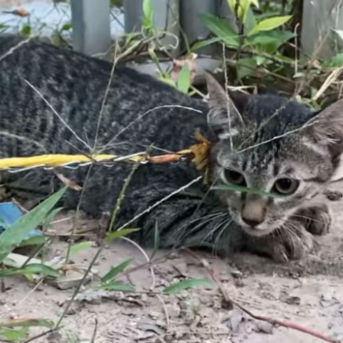 domestic cat laying outside