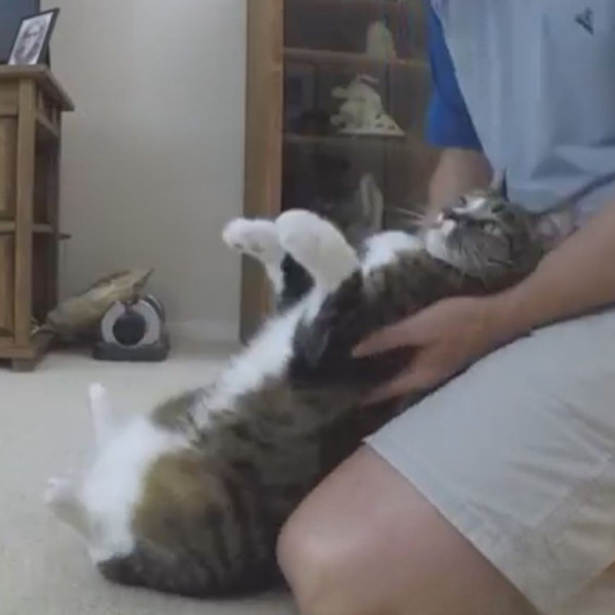 feline trust fall with dad