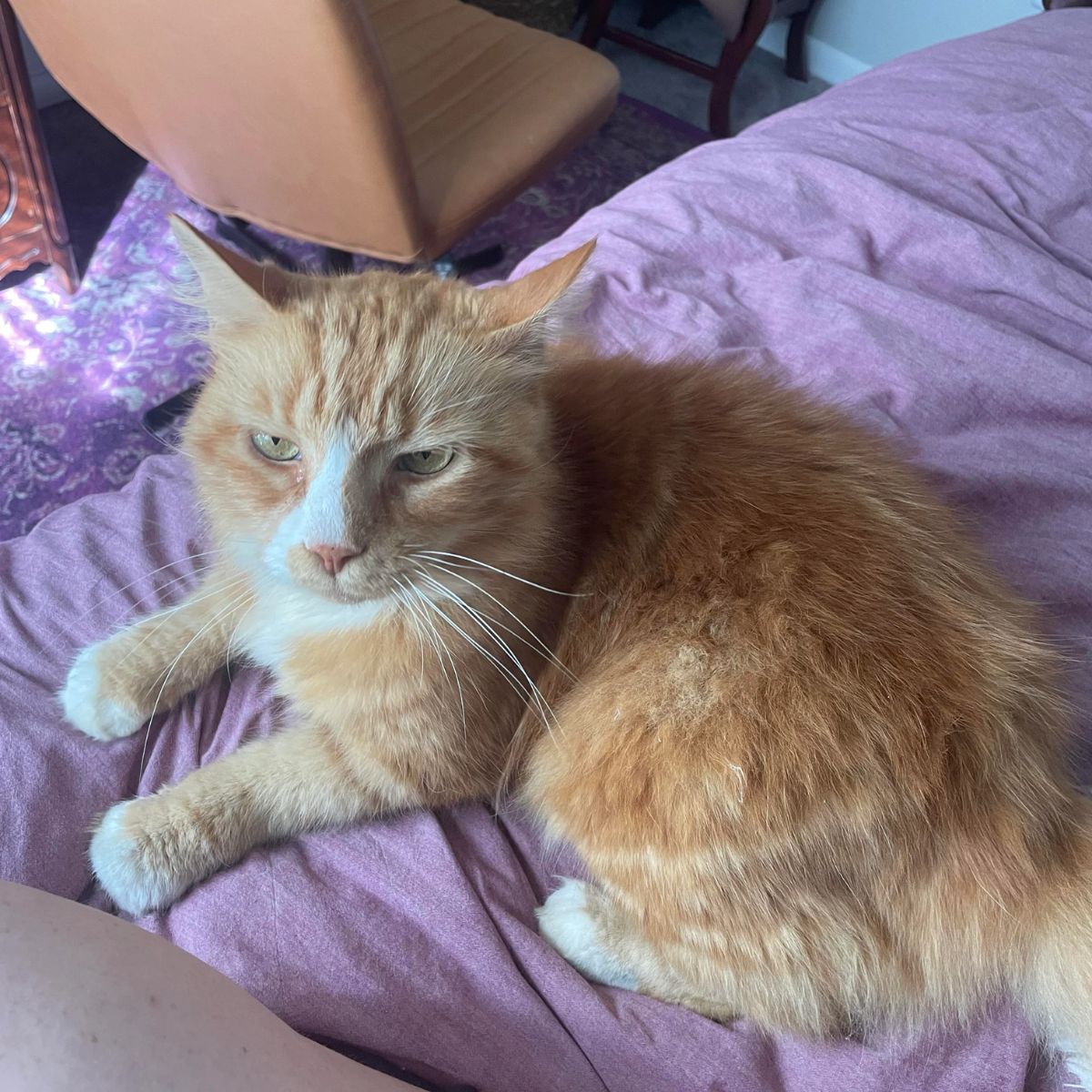 ginger cat laying on purple sheets