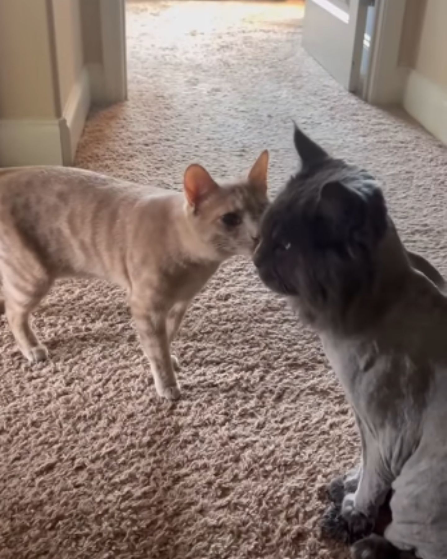 ginger cat sniffing maine coon cat