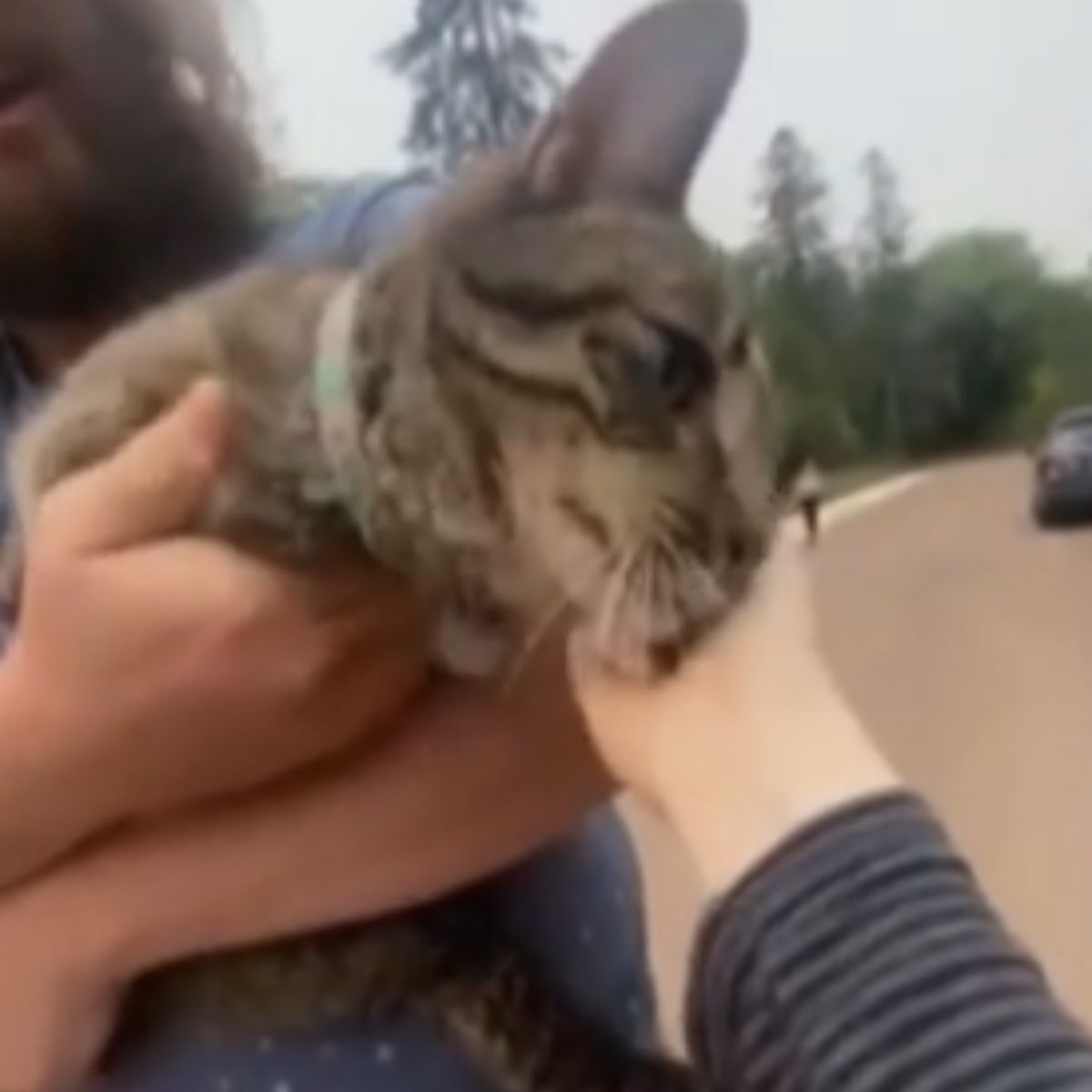 hand petting the cat