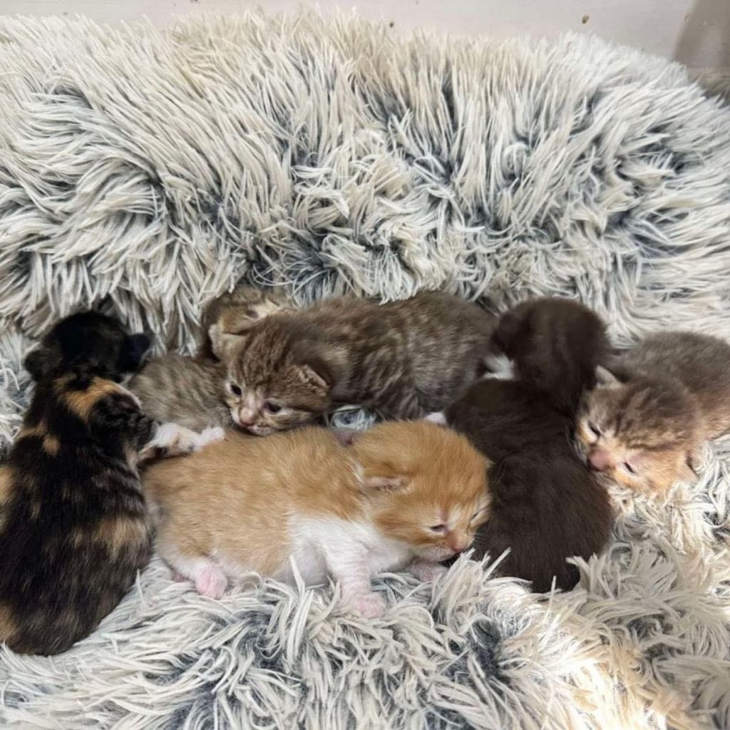 huddled kittens sleep next to each other