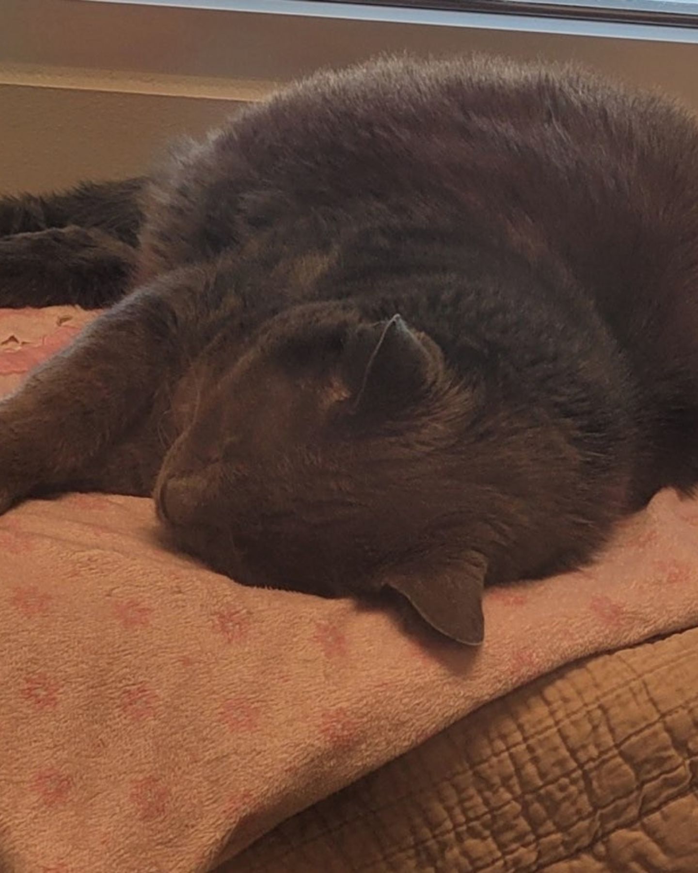 huge cat sleeping on bed