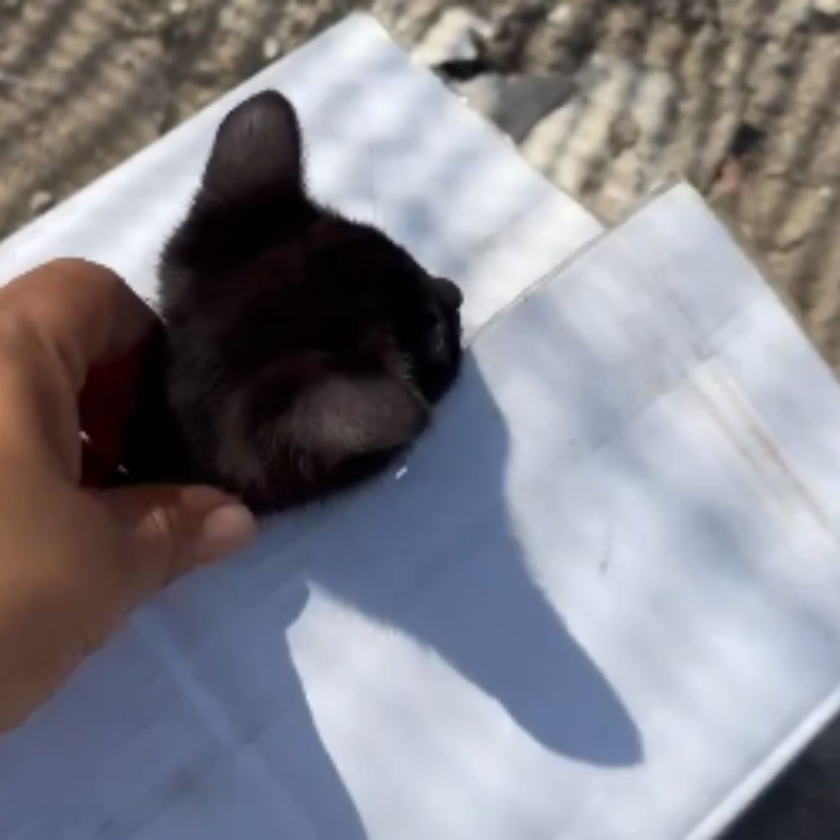 human hand touching cat in the box