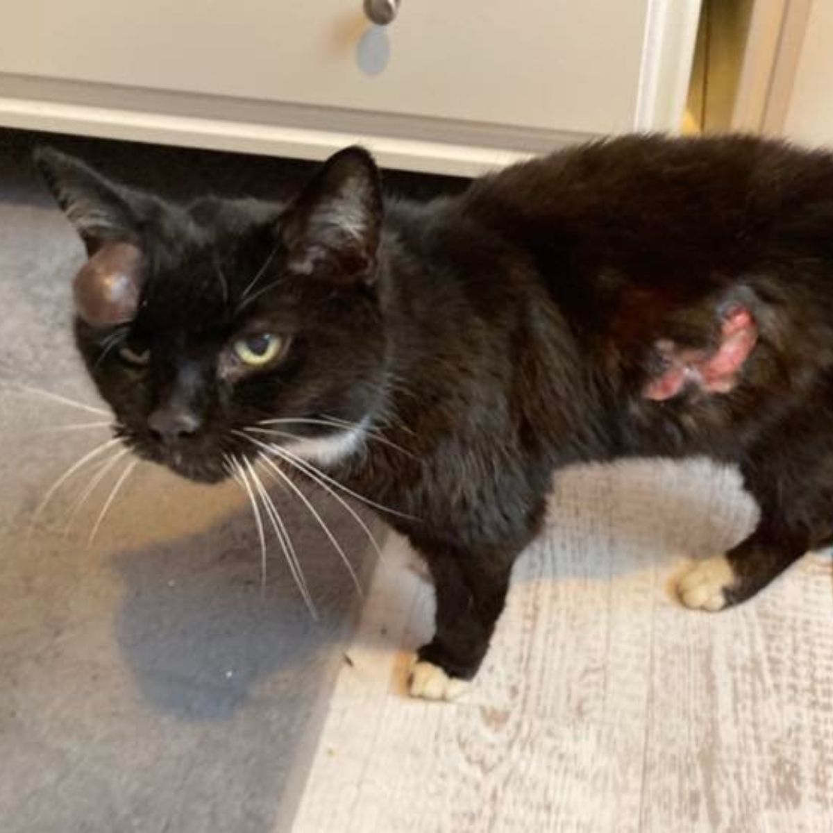 injured cat