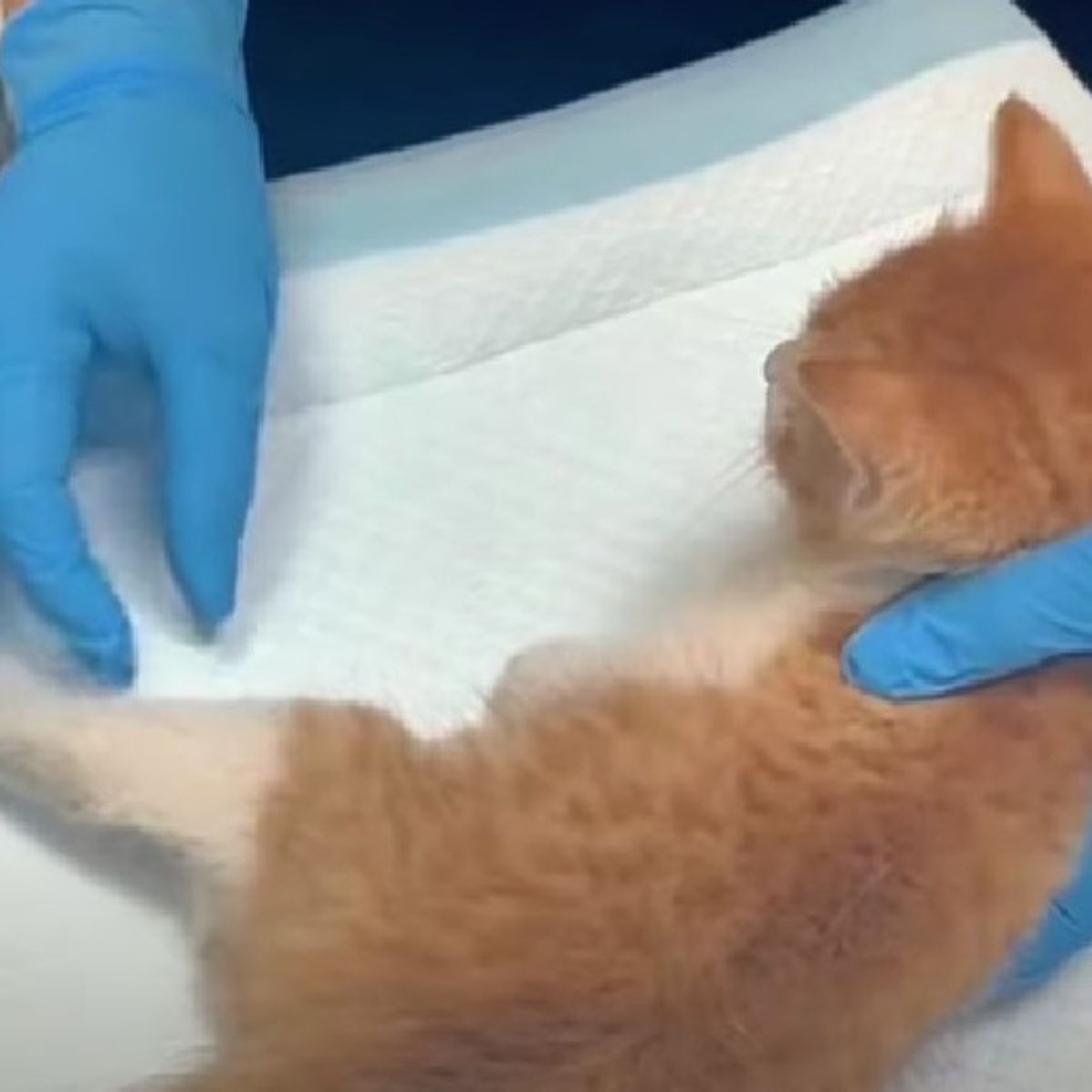 kitten at the vet