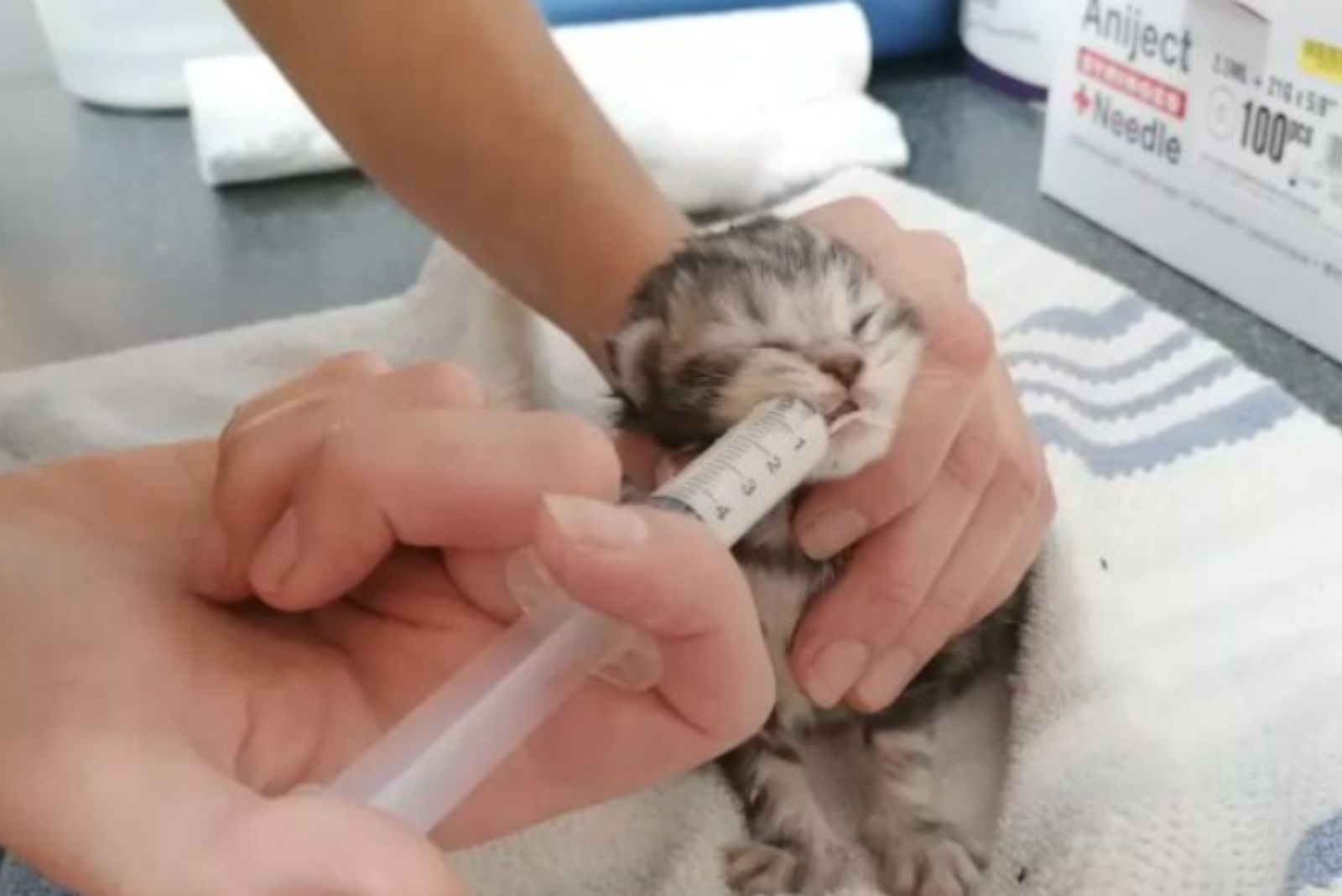 kitten being fed