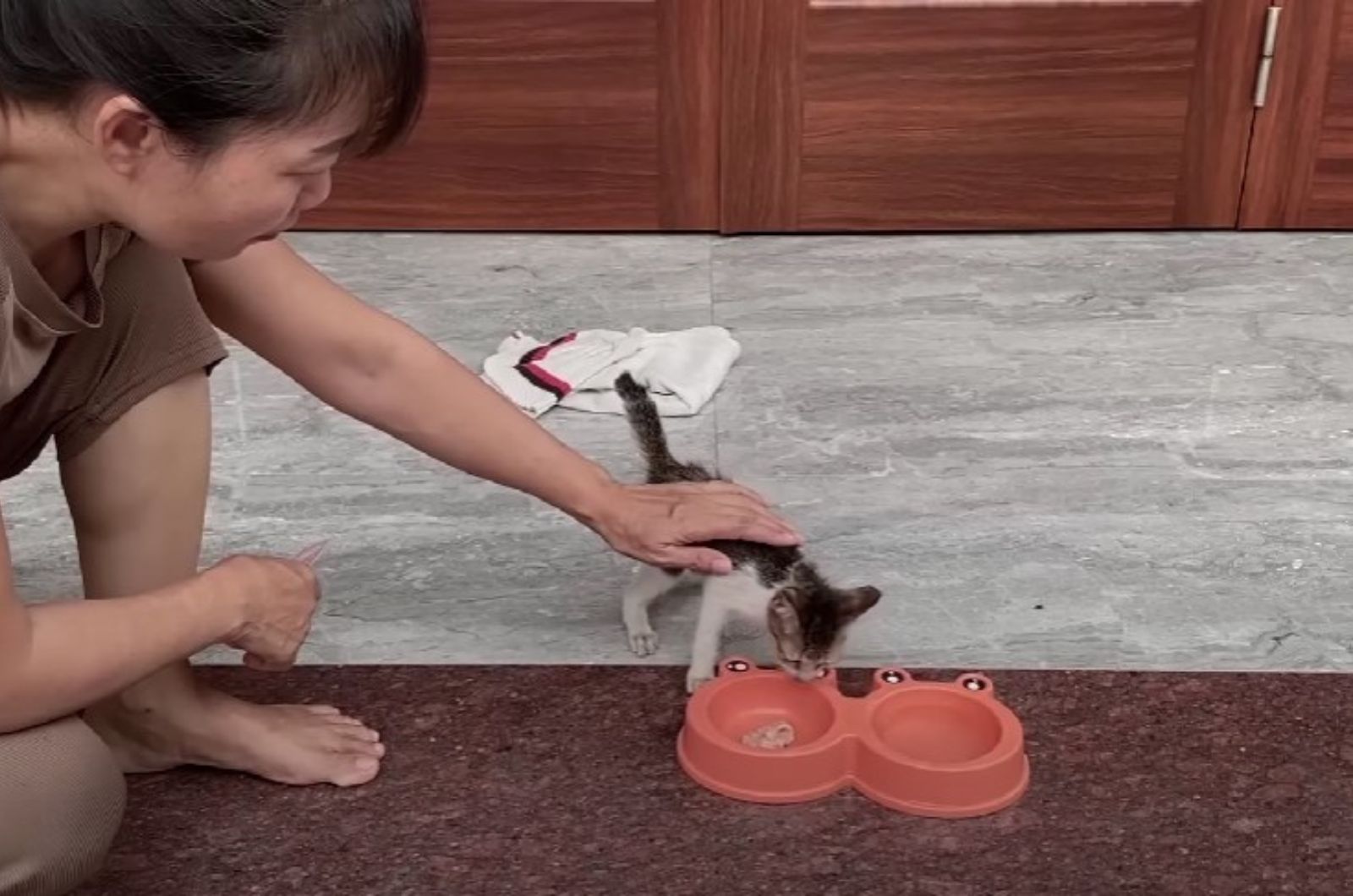 kitten eating from bowl