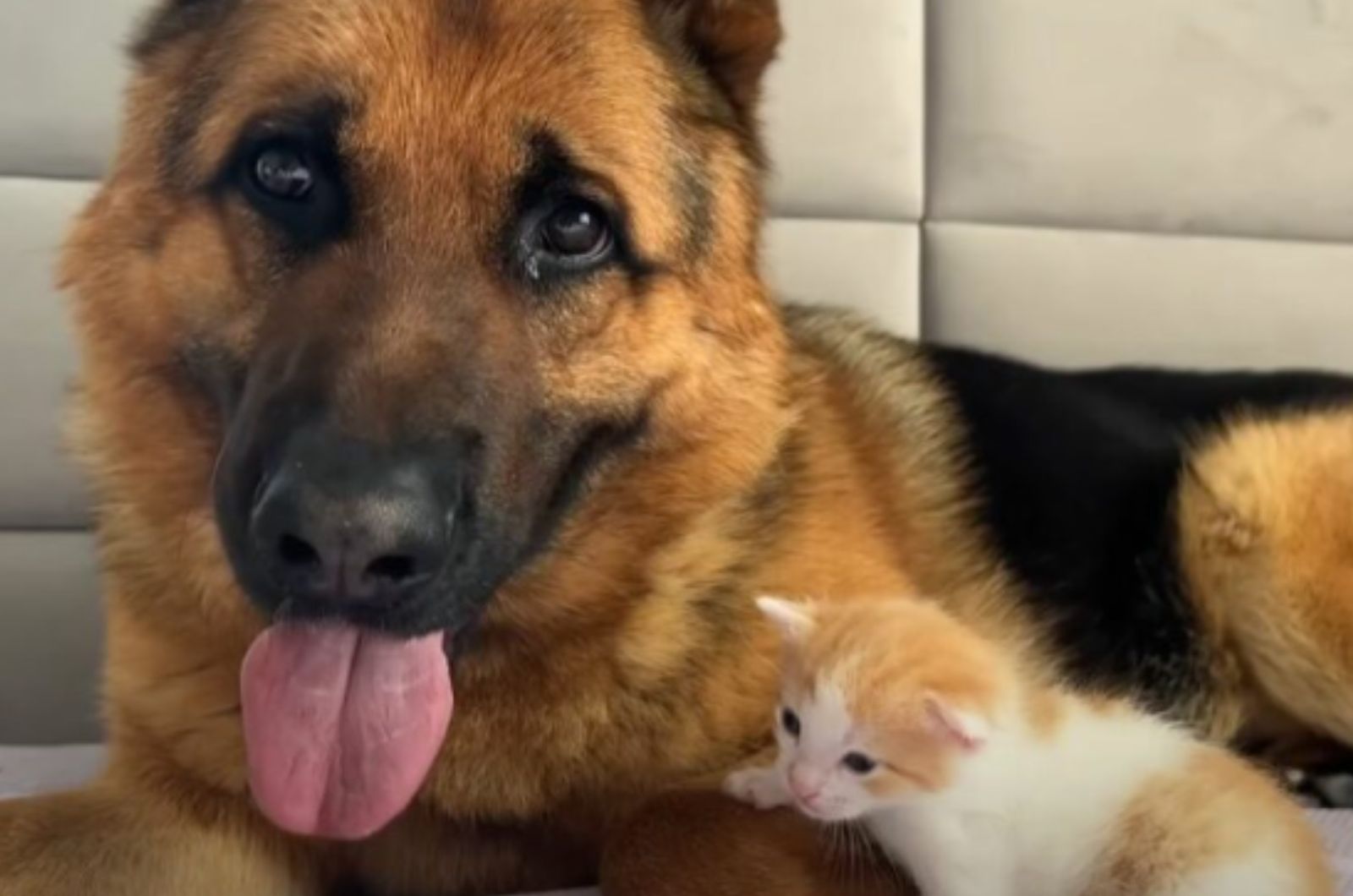 kitten lying next to a dog