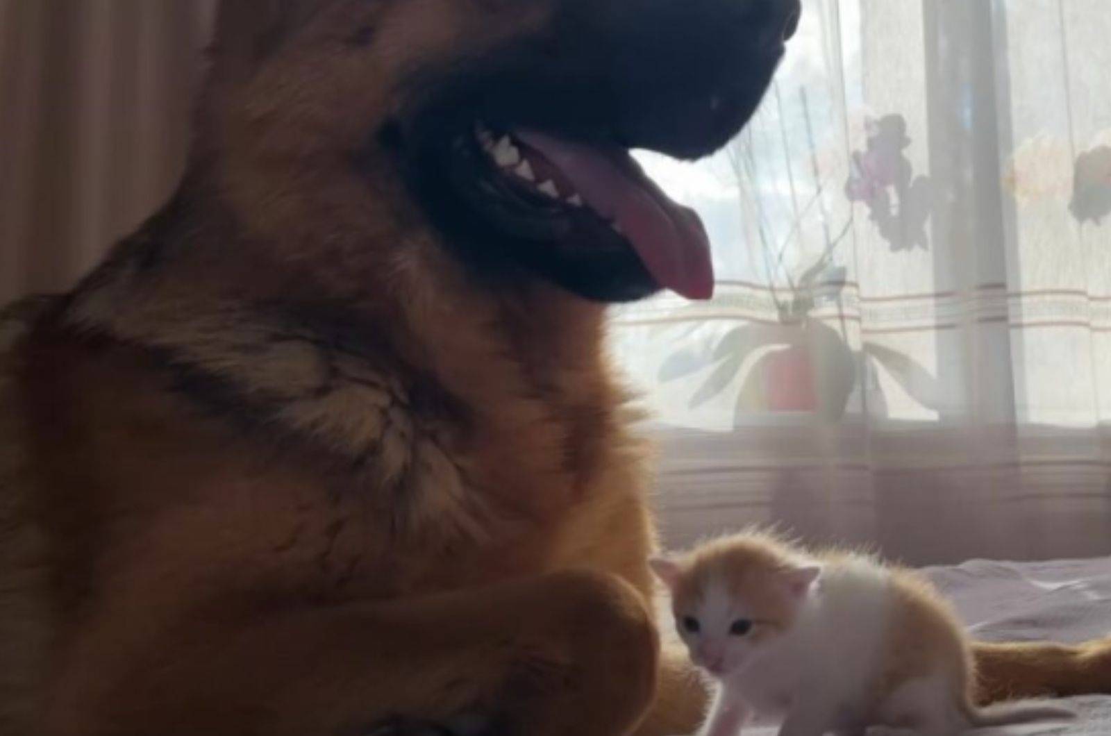 kitten next to a dog