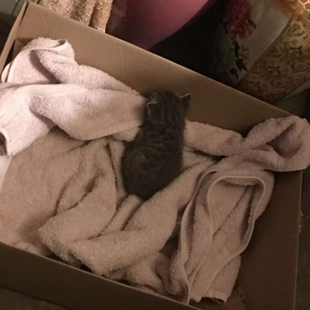 kitten on a towel in a box