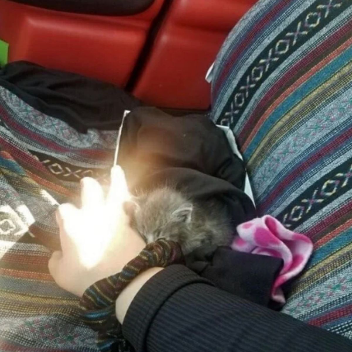 kitten sleeping in a car