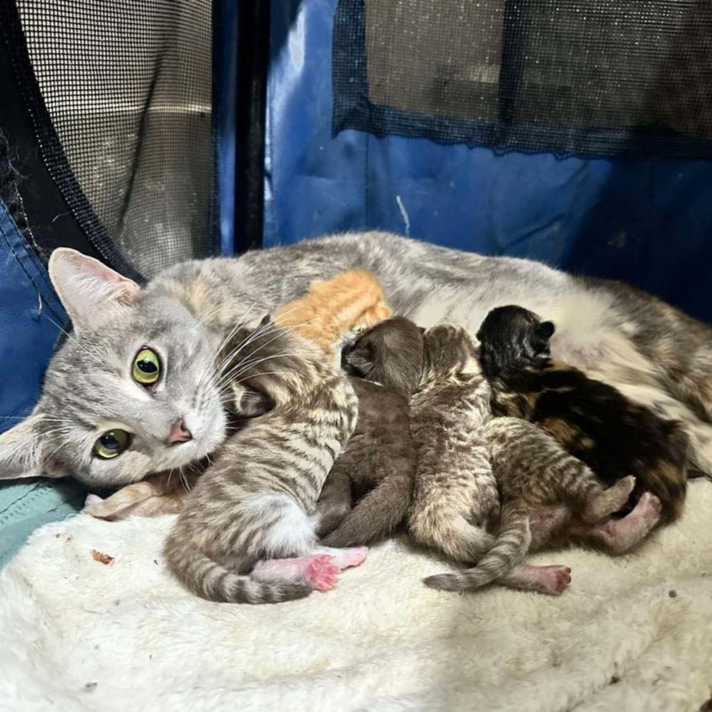 kittens are nursing a cat with green eyes