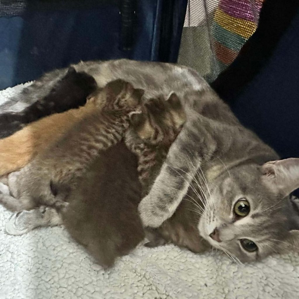 kittens are nursing a gray cat