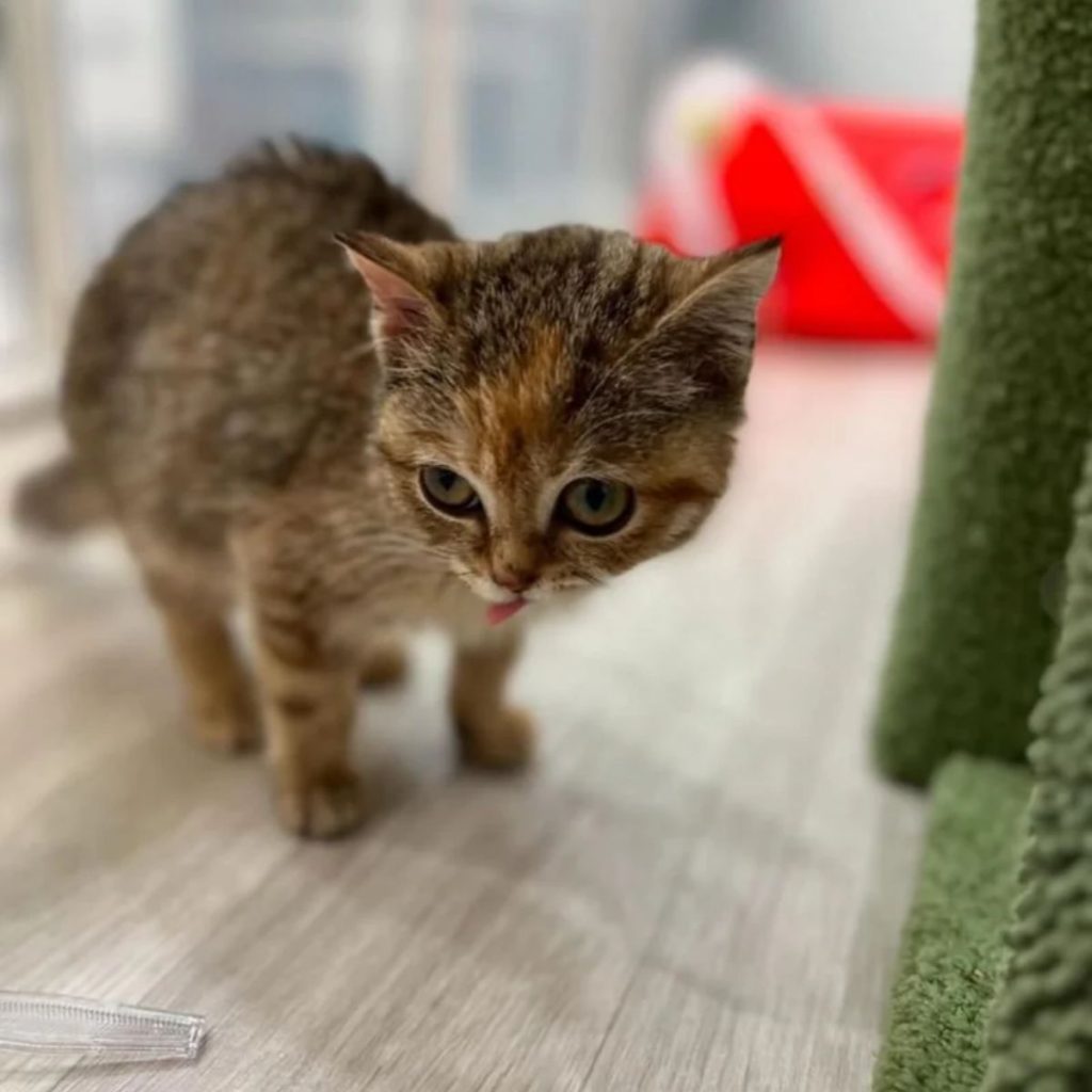 kittens on the laminate with their tongues out