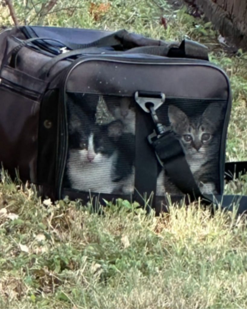 kittens peeking out of a black bag