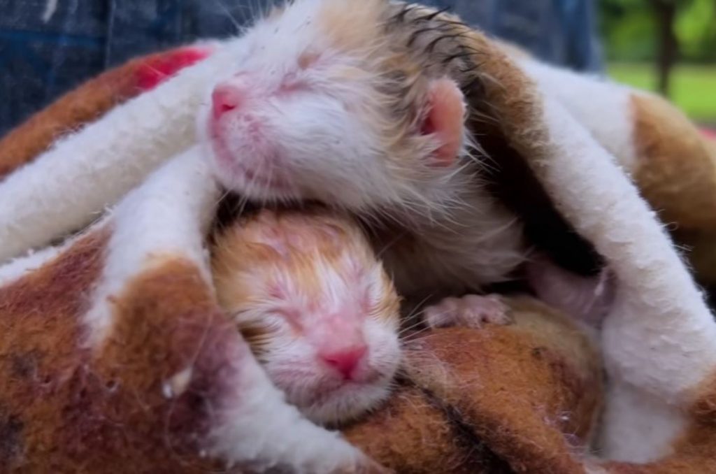 kittens wrapped in a blanket