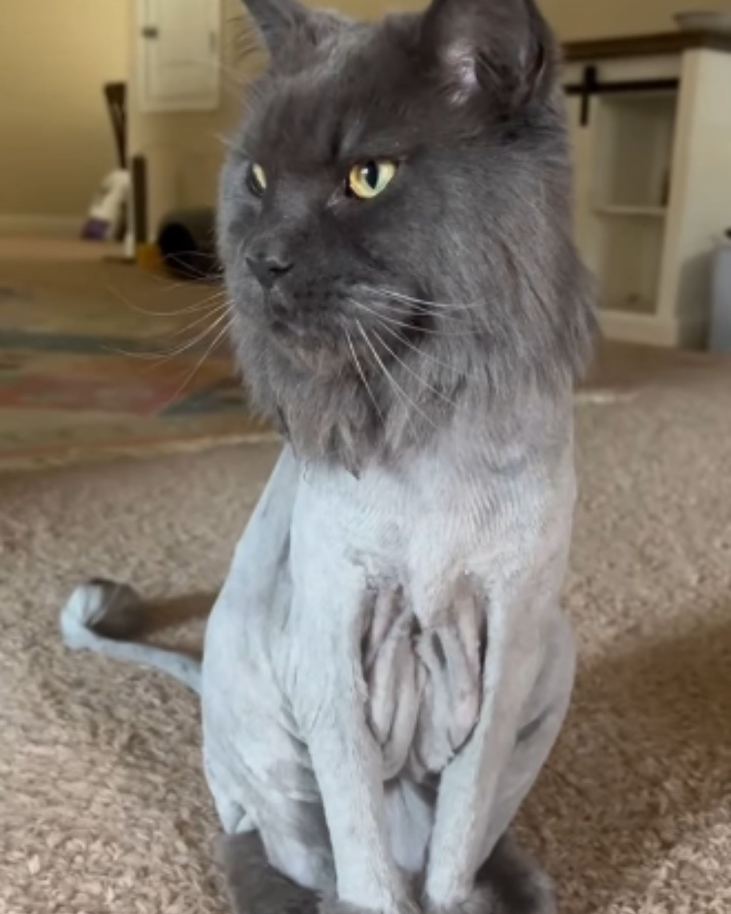 maine coon cat with shaved body