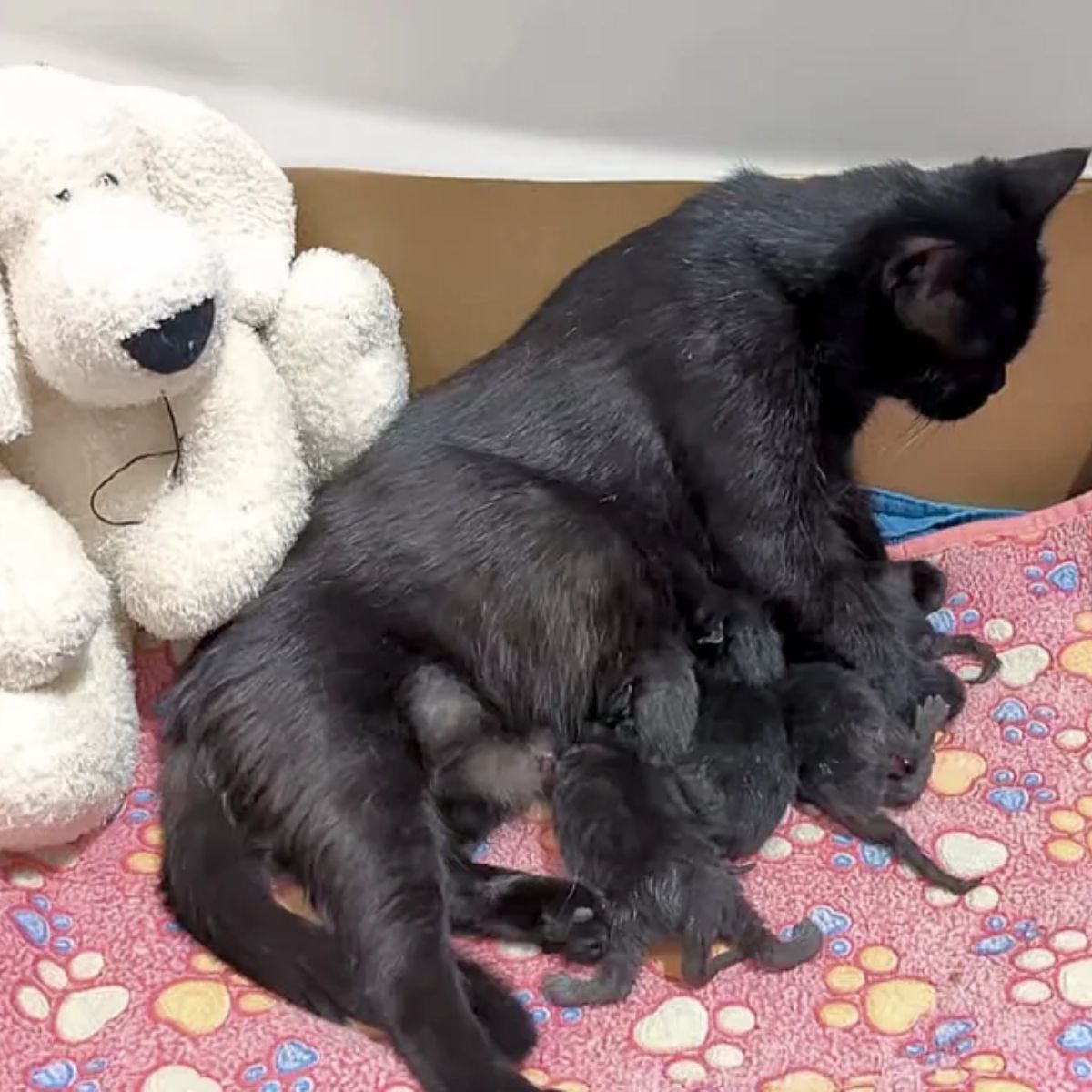 mama cat breastfeeding her kitten babies