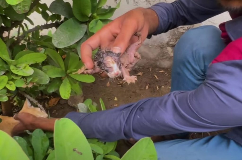 man finds sick kittens