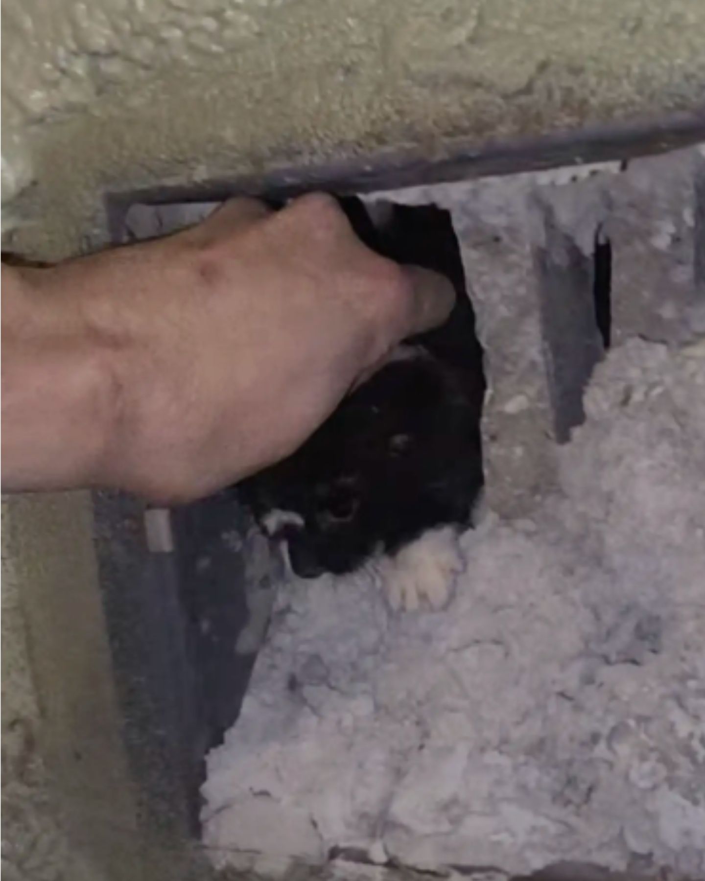 man rescuing kitten from wall