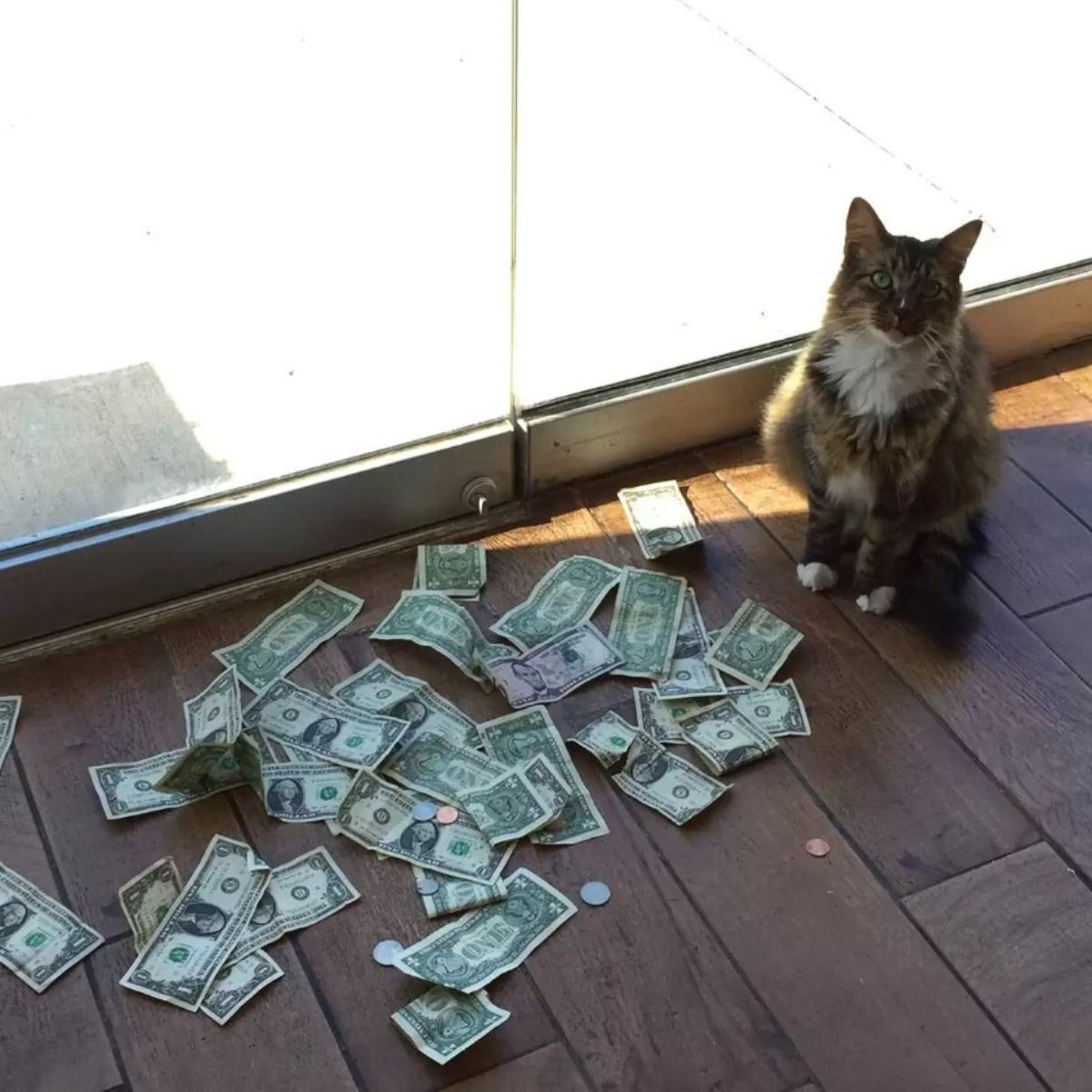 money and cat