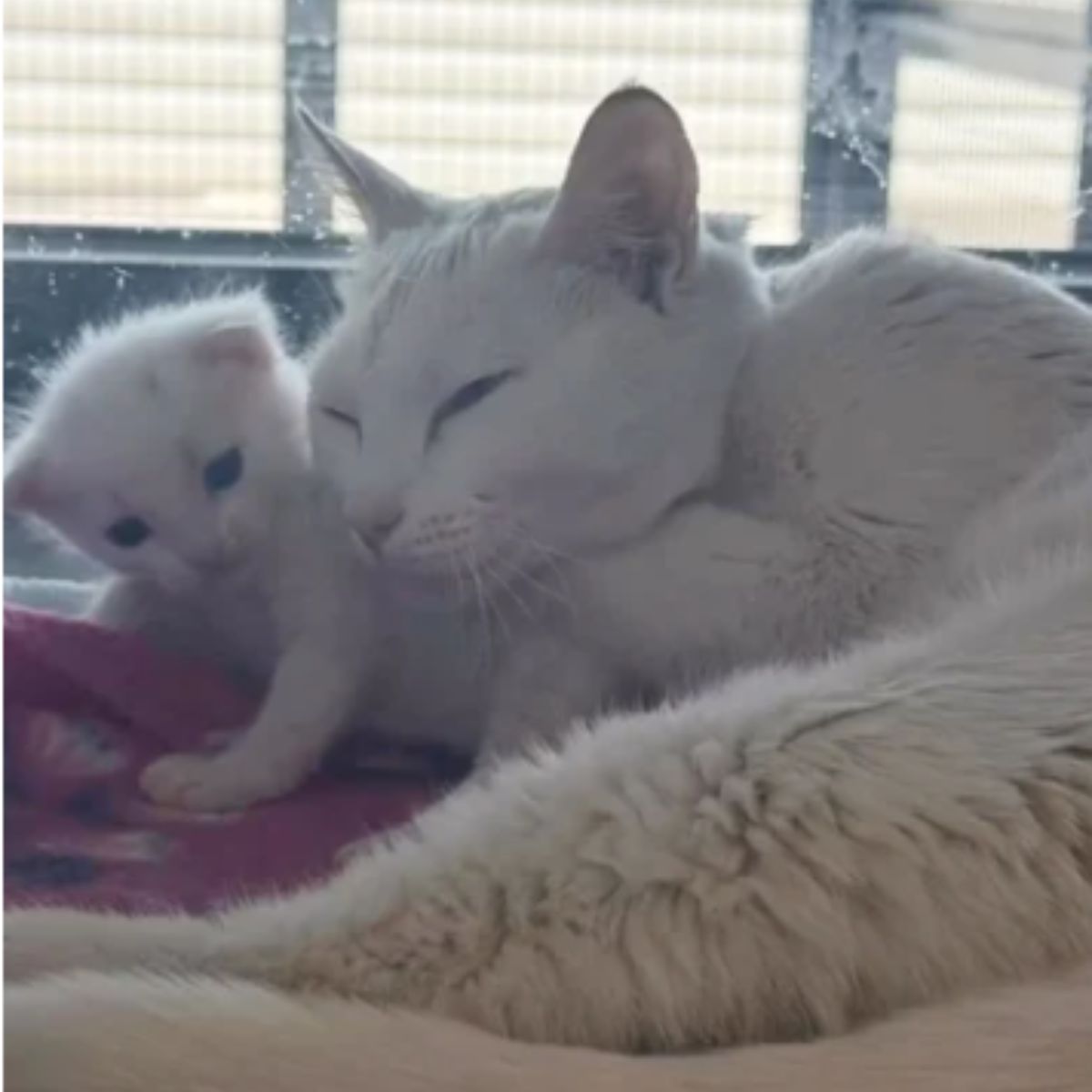 mother cat lying with her kitten