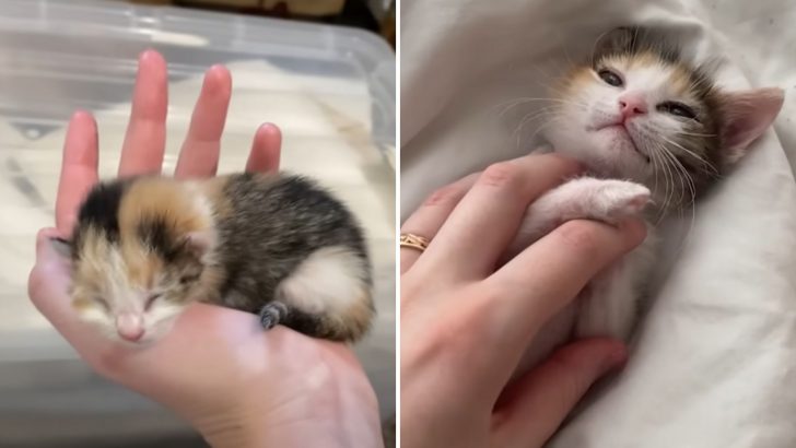 Kitten With Deformed Legs Gets Transformation Of A Lifetime And Gives Back In Abundance