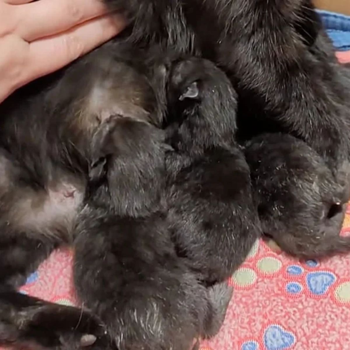 newborn kittens getting milk from their mama