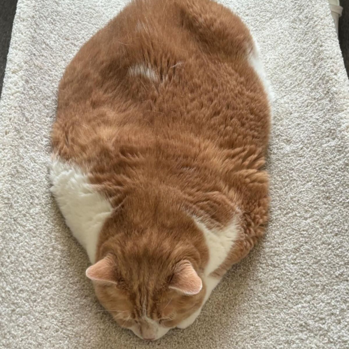 overweight cat lying