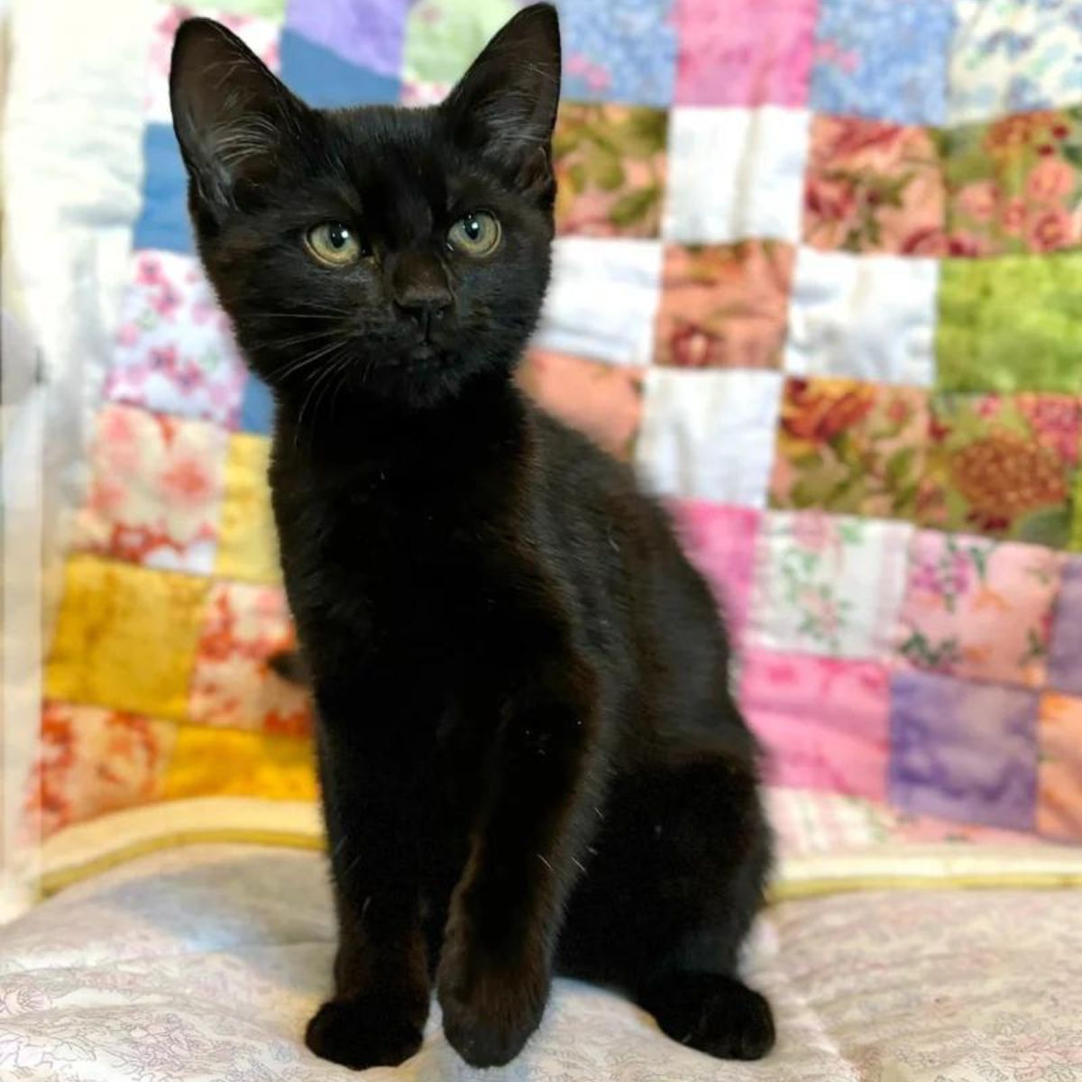 photo of black kitten