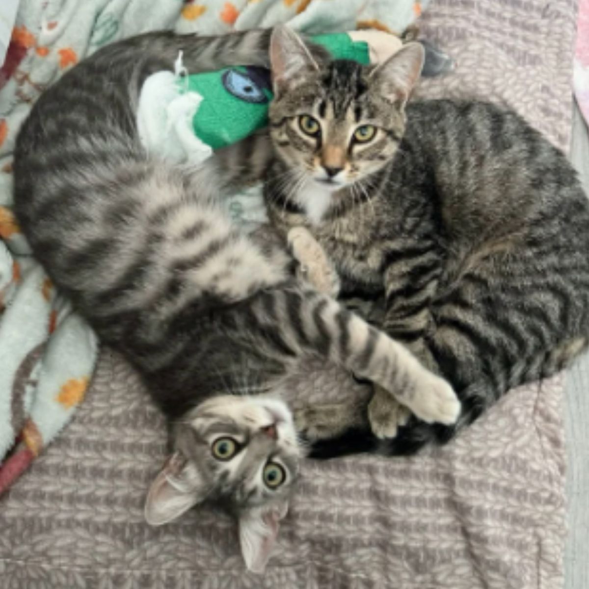 photo of two cats lying