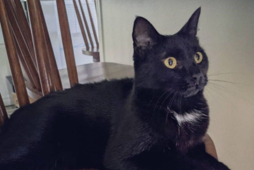 portrait of a black cat looking away