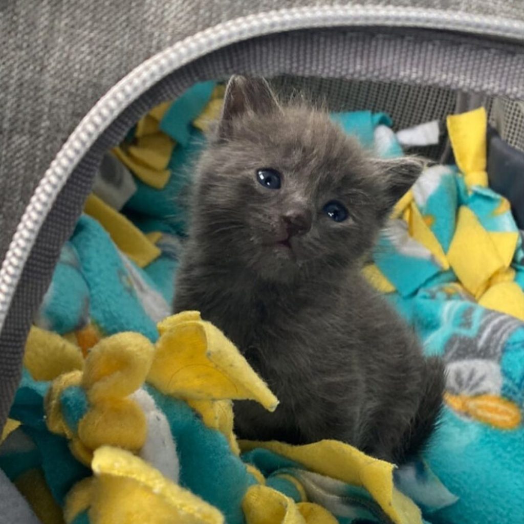 portrait of a cute machete sitting on a blanket