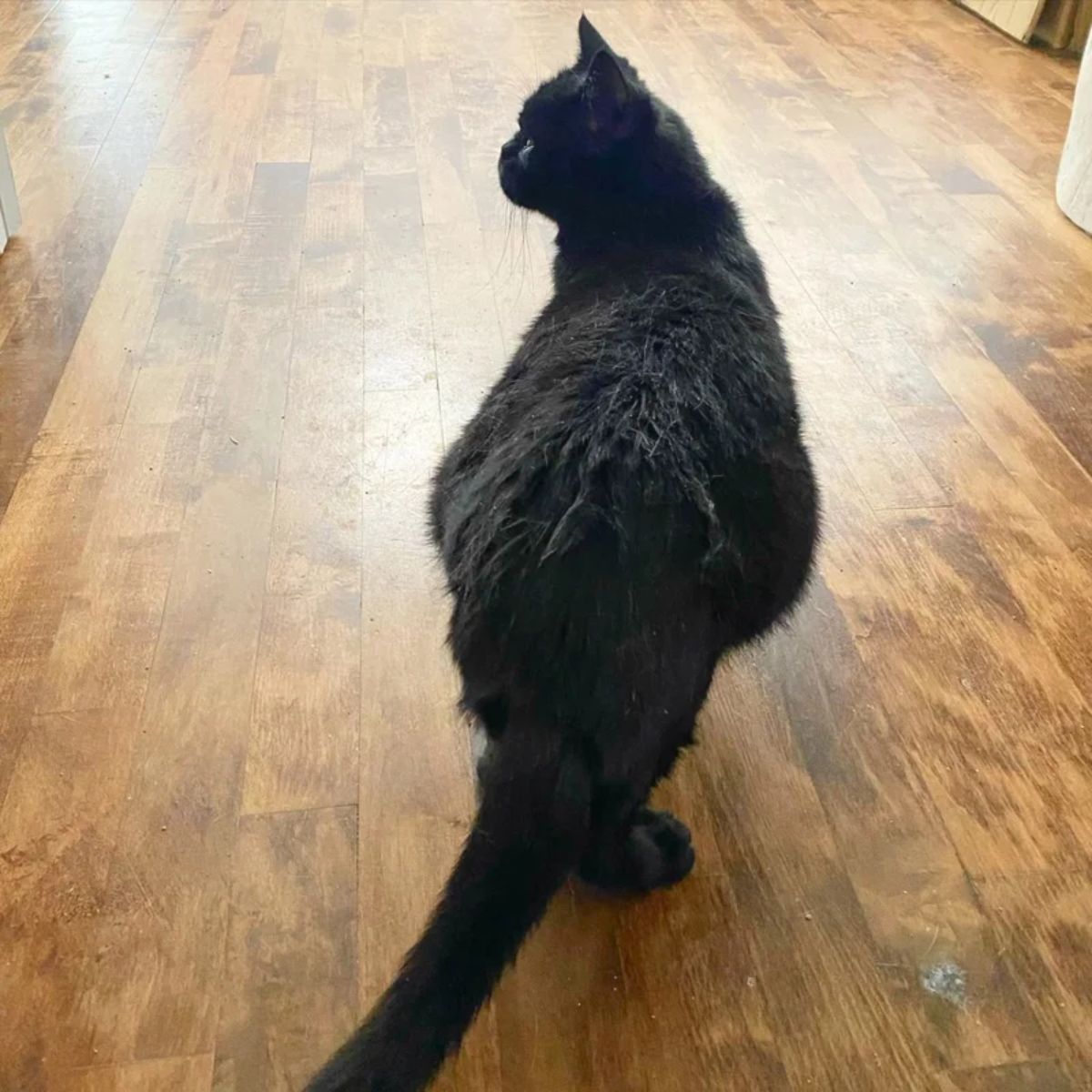 pregnant cat standing on the floor