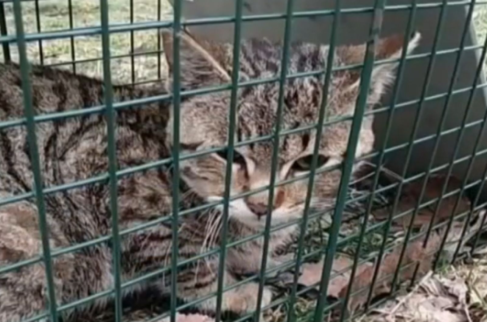 rescued cat in a crate