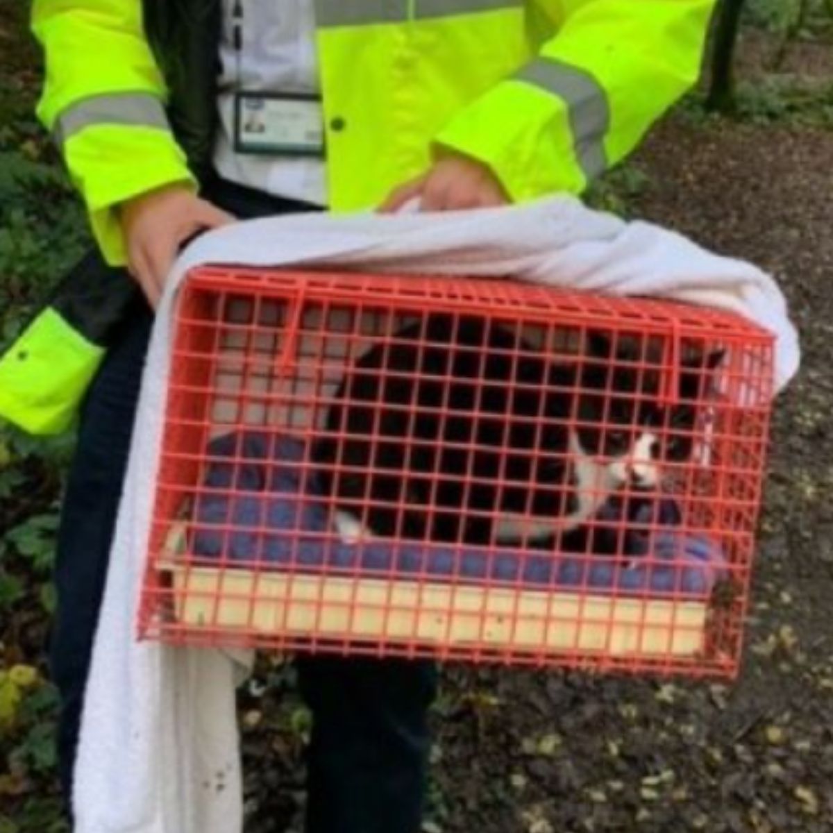 rescued cat in a kennel