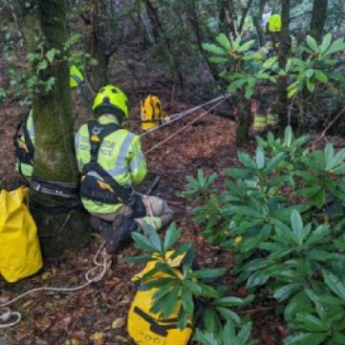 rescuers helping the cat